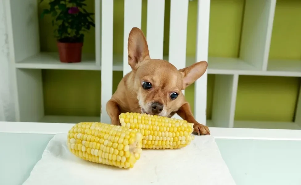 Quando o milho pode ser prejudicial ao seu cão? - inspiração 2
