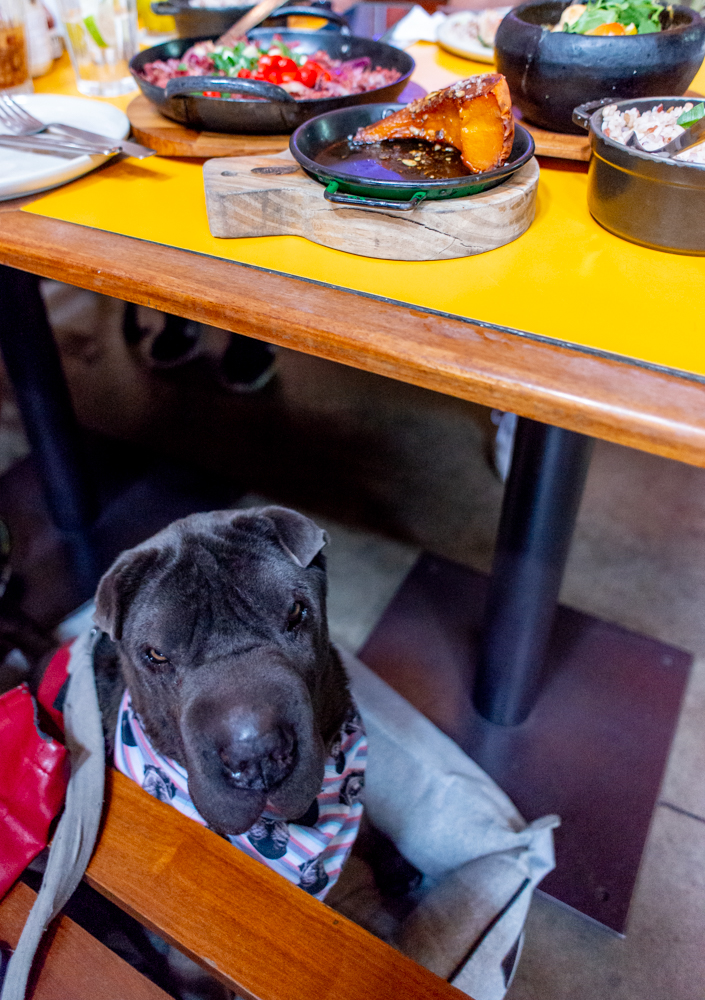 O Que Fazer Se Seu Cachorro Comer Mocotó em Excesso ou de Forma Inadequada - inspiração 1