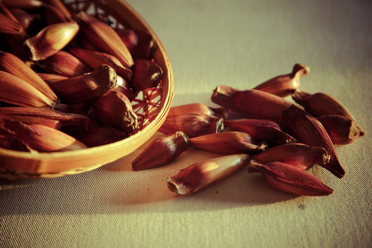 A Verdade Clara: Pinhão para Cães Não é Um Vilão, Mas Exige Cuidado