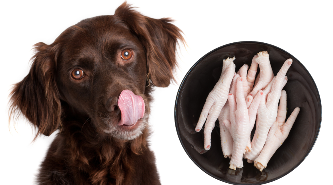 Cuidados Essenciais: Evitando Riscos e Engasgos - inspiração 2