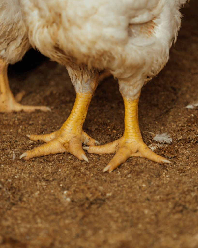 Frequência Ideal: Equilíbrio na Dieta Canina - inspiração 2