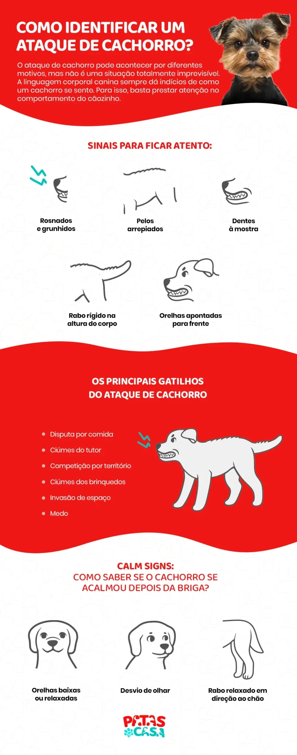 O Ciúme e a Saúde do Animal: Quando ligar o alerta máximo. - inspiração 1