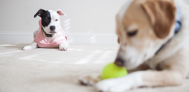 Atenção Exclusiva: O pedido de carinho e a possessividade. - inspiração 1