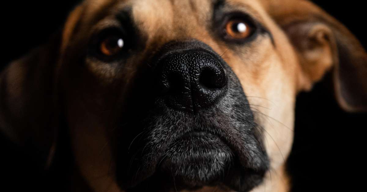 Marcadores Territoriais: O ciúme e o espaço do cão. - inspiração 1