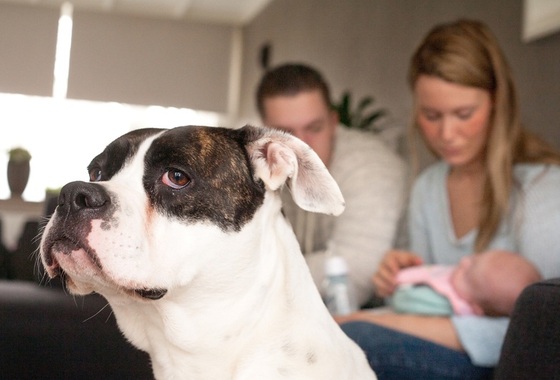 Marcadores Territoriais: O ciúme e o espaço do cão. - inspiração 2