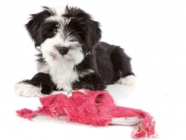 Agressividade Sutil: Dentes à mostra e postura defensiva. - inspiração 2