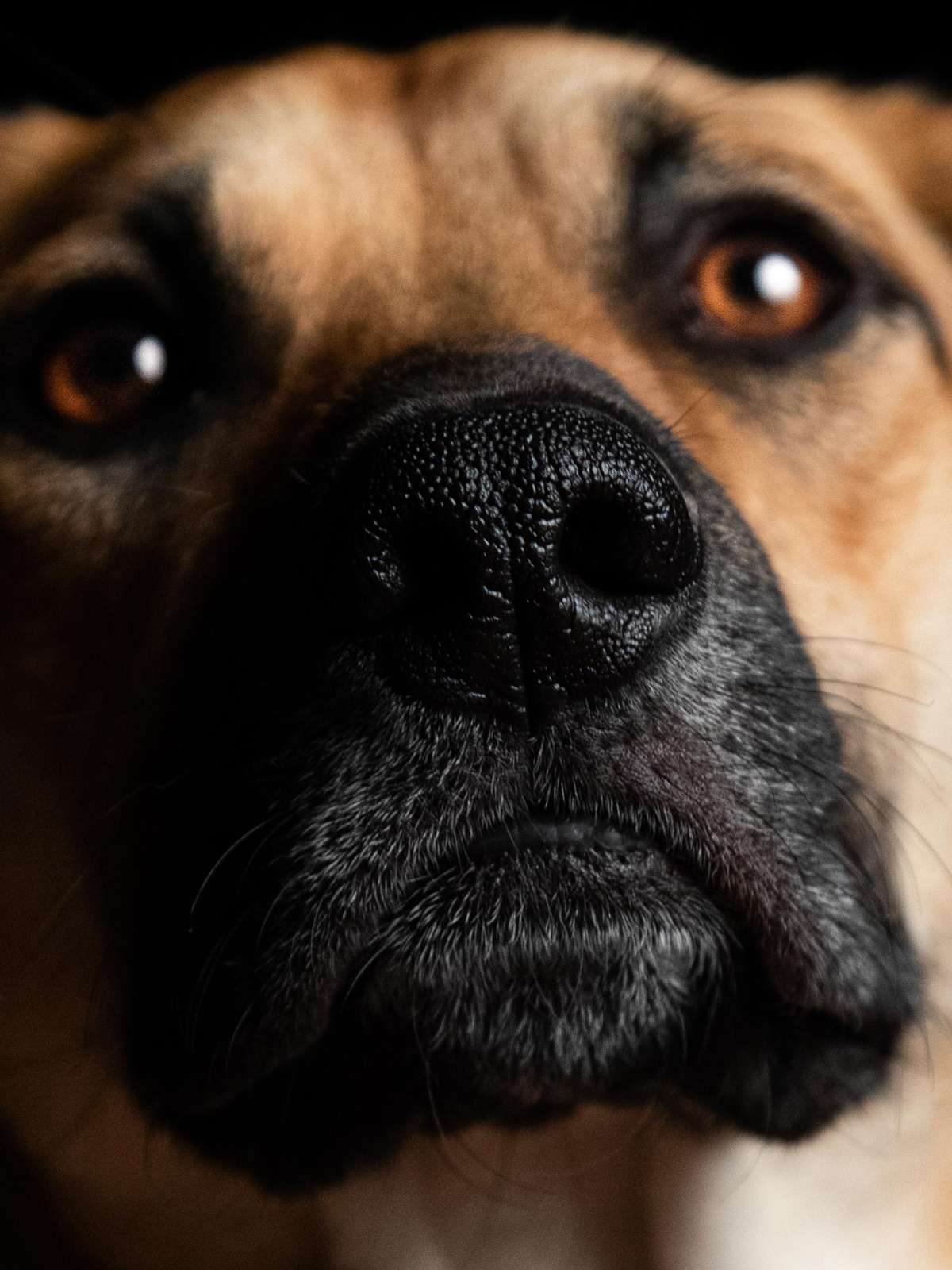 Desobediência e Ignorância: Quando o cão finge não ouvir. - inspiração 1