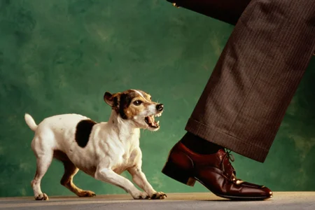 Ansiedade de Separação x Ciúme: As diferenças importantes. - inspiração 2