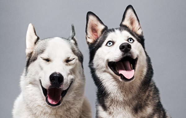 O 'Sorriso' de Exposição Dental: Um Sinal de Estresse? - inspiração 1