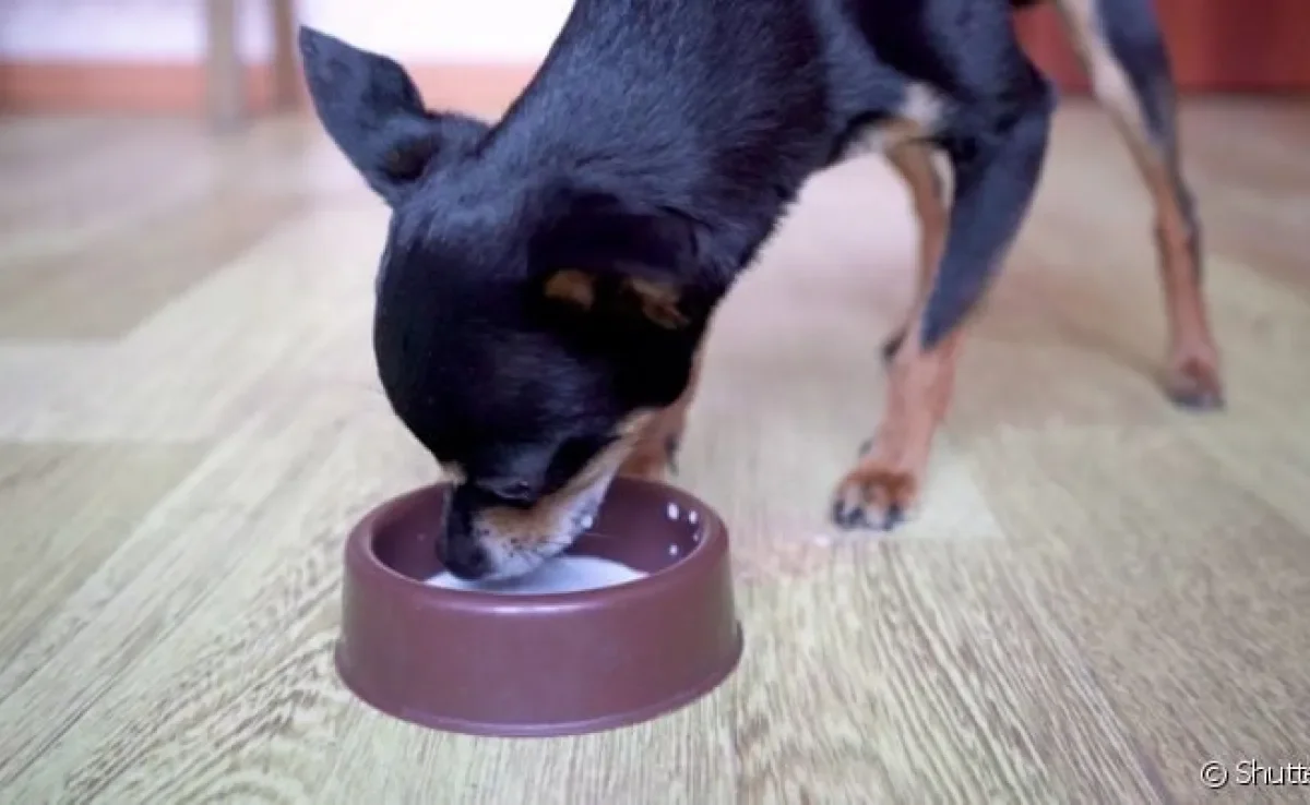 Diferenciando intolerância de alergia à proteína do leite. - inspiração 2