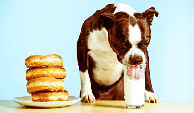 Quando procurar ajuda veterinária: sinais de alerta importantes. - inspiração 1