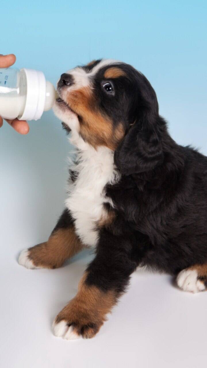 Como identificar a sensibilidade alimentar do seu pet. - inspiração 1