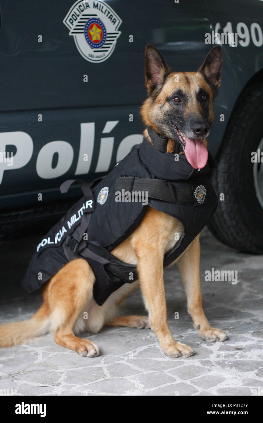 O Que Faz um Cachorro Policial (K9) na Realidade?