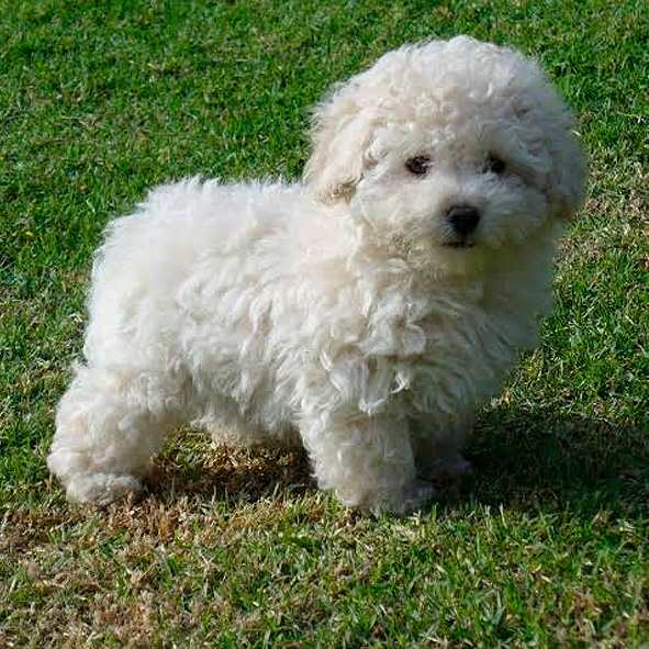 Poodle: Inteligência e História Desvendadas