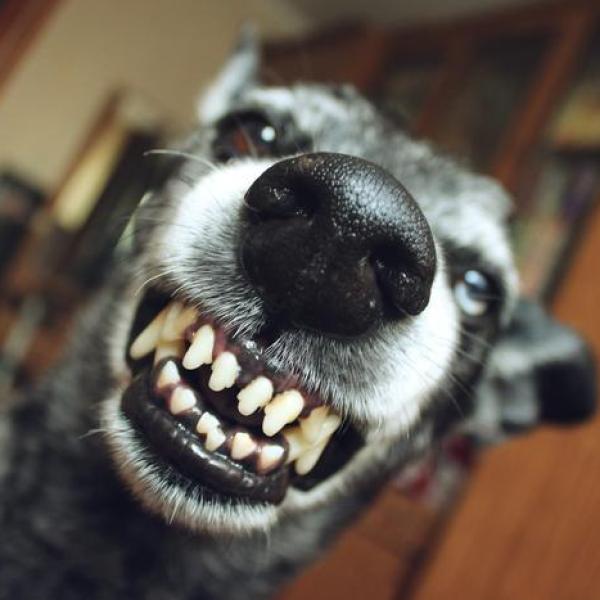 Diferentes Tipos de Objetos ou Pessoas Que Podem Ser Alvo - inspiração 1