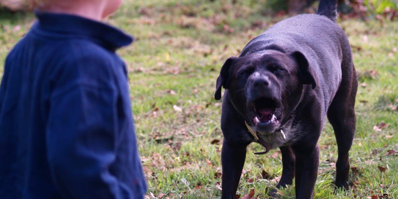 Quando Procurar Ajuda Profissional: Adestrador ou Veterinário Comportamentalista - inspiração 2