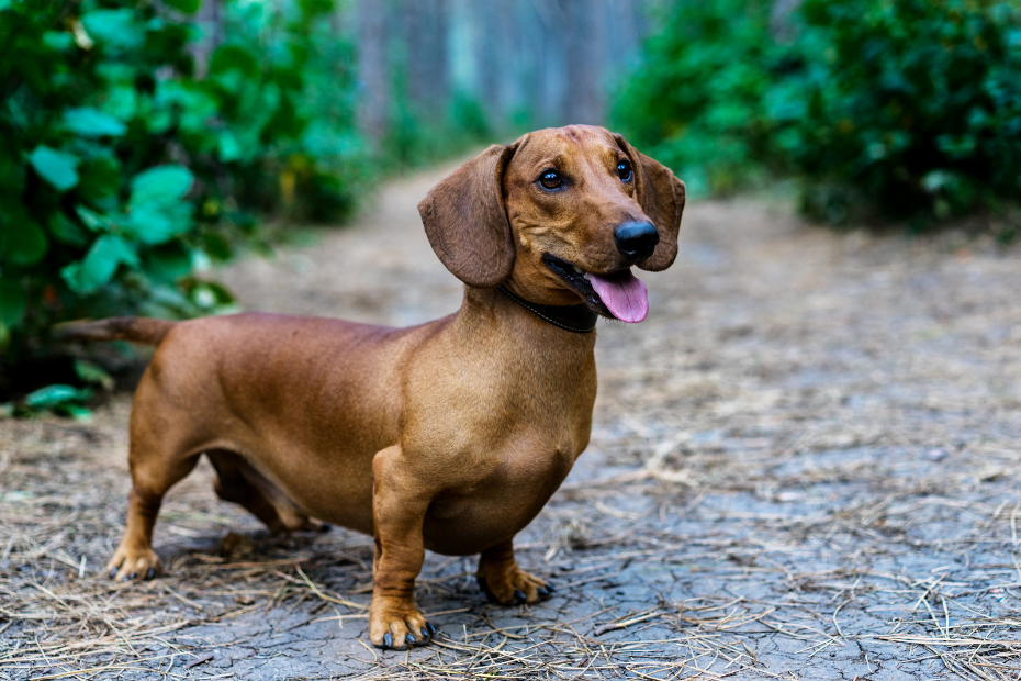 Escolhendo o Dachshund Ideal para Você - inspiração 2