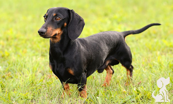 Nutrição Adequada: O Que Dar de Comer para Seu Dachshund - inspiração 2
