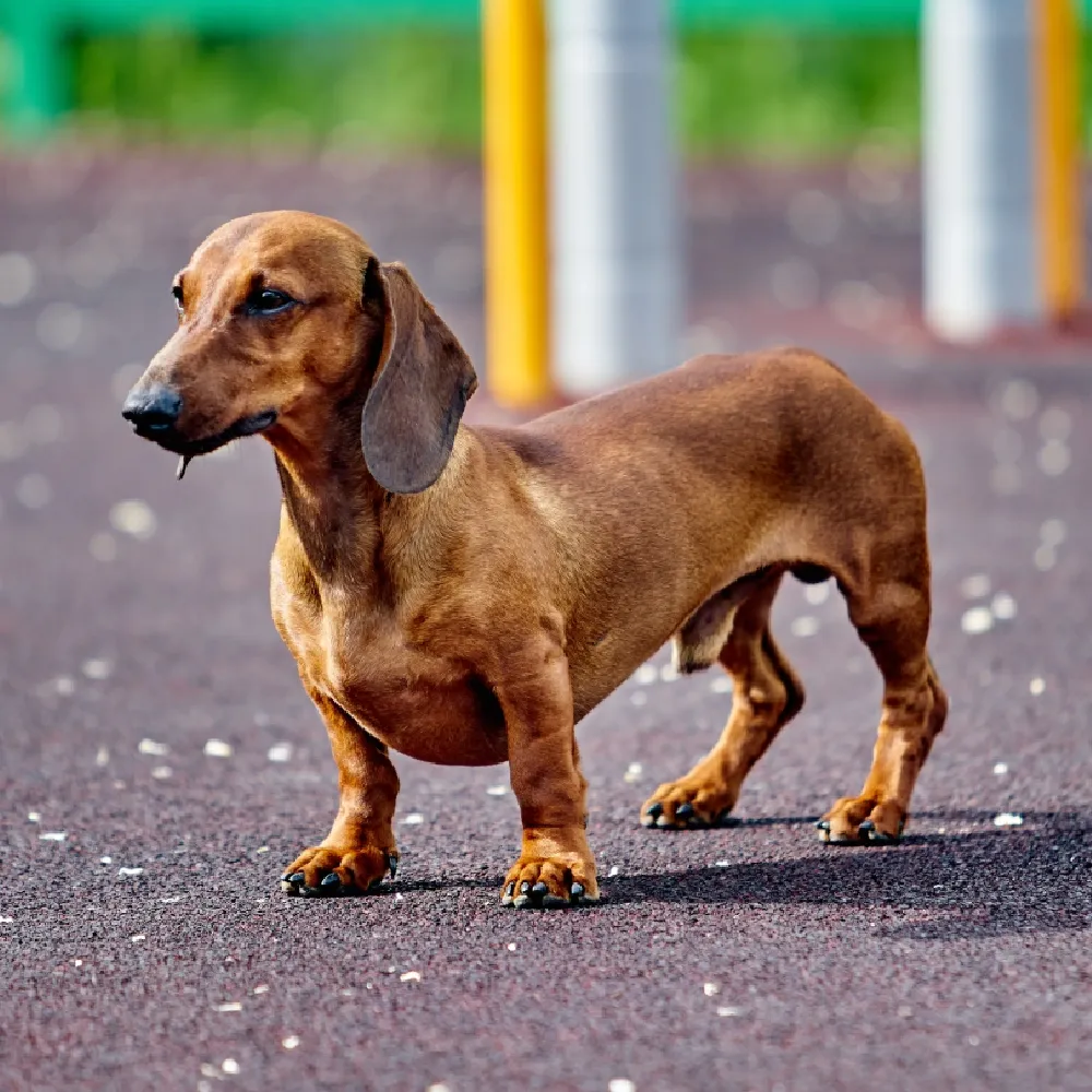 Exercícios e Passeios: Mantendo Seu Dachshund Ativo e Feliz - inspiração 1