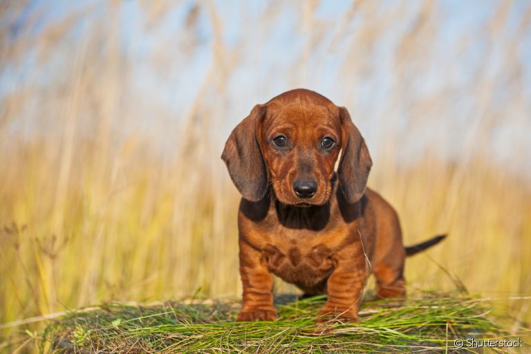 Exercícios e Passeios: Mantendo Seu Dachshund Ativo e Feliz - inspiração 2