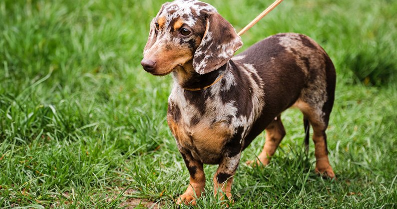 Cuidados com a Pelagem: Escovação e Banho na Medida Certa - inspiração 1