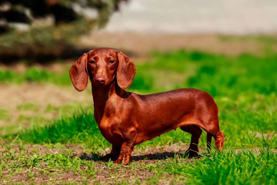 Cuidados com a Pelagem: Escovação e Banho na Medida Certa - inspiração 2