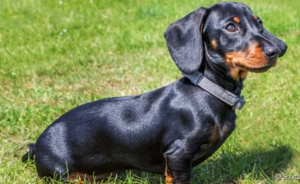 Brinquedos e Estímulos Mentais para Dachshunds - inspiração 1