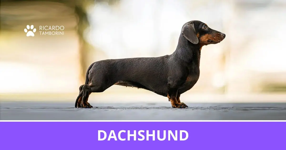 Viajando com Seu Dachshund: Dicas Práticas - inspiração 1