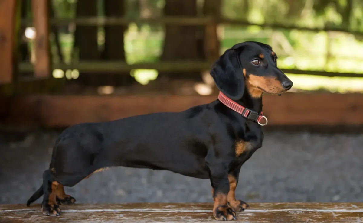 Viajando com Seu Dachshund: Dicas Práticas - inspiração 2