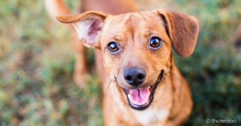 O Vínculo Inquebrável: Amor Genuíno e Lealdade - inspiração 1