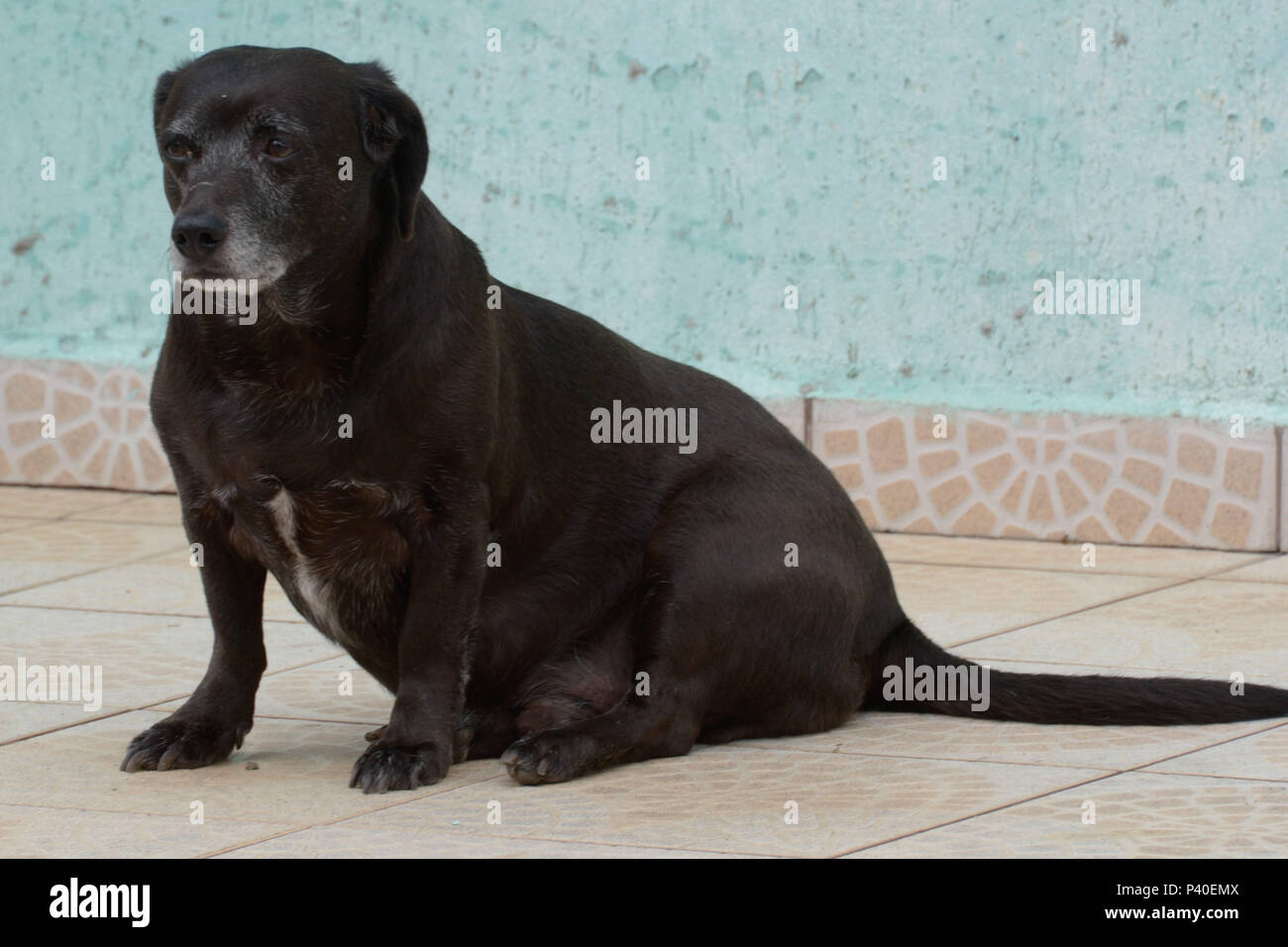 Longevidade: Anos de Companhia Inestimável - inspiração 1