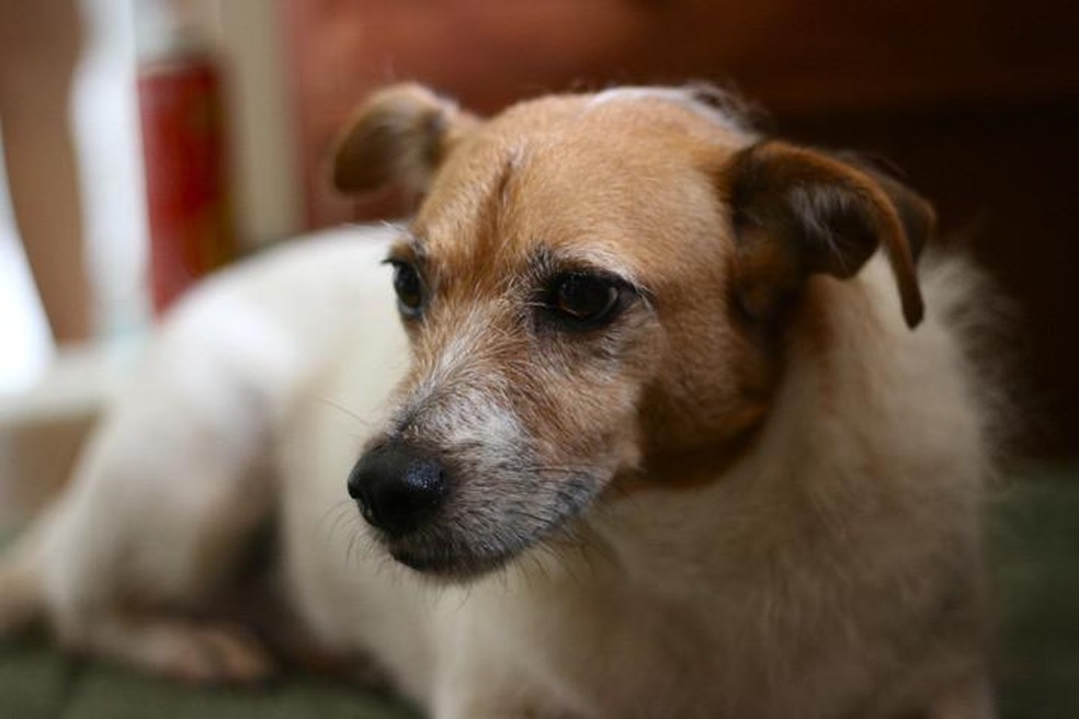 Longevidade: Anos de Companhia Inestimável - inspiração 2