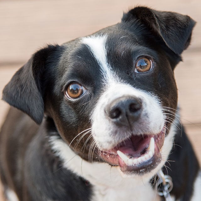 Adaptabilidade Extrema: De Apartamentos a Casas Grandes - inspiração 2