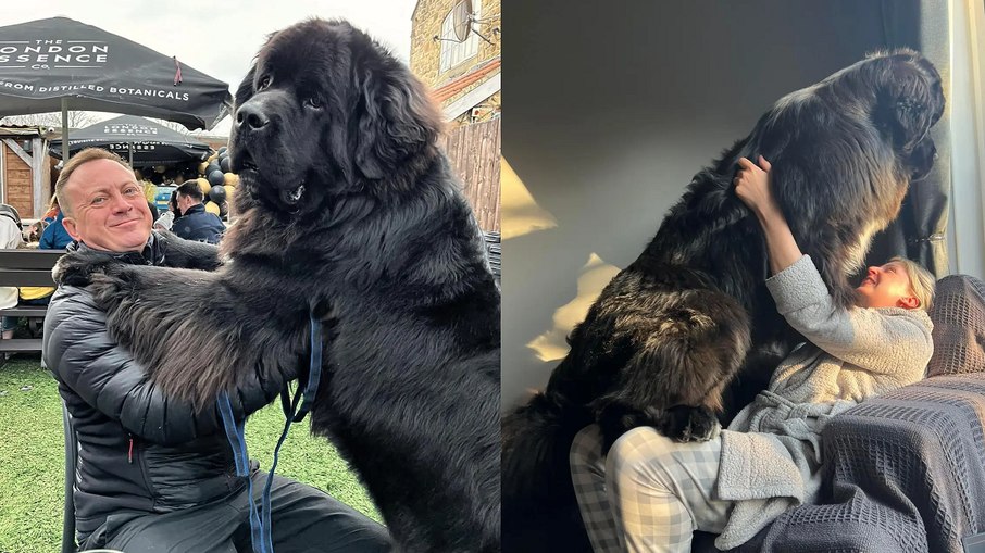 Origem e História do Cão Terra Nova - inspiração 2