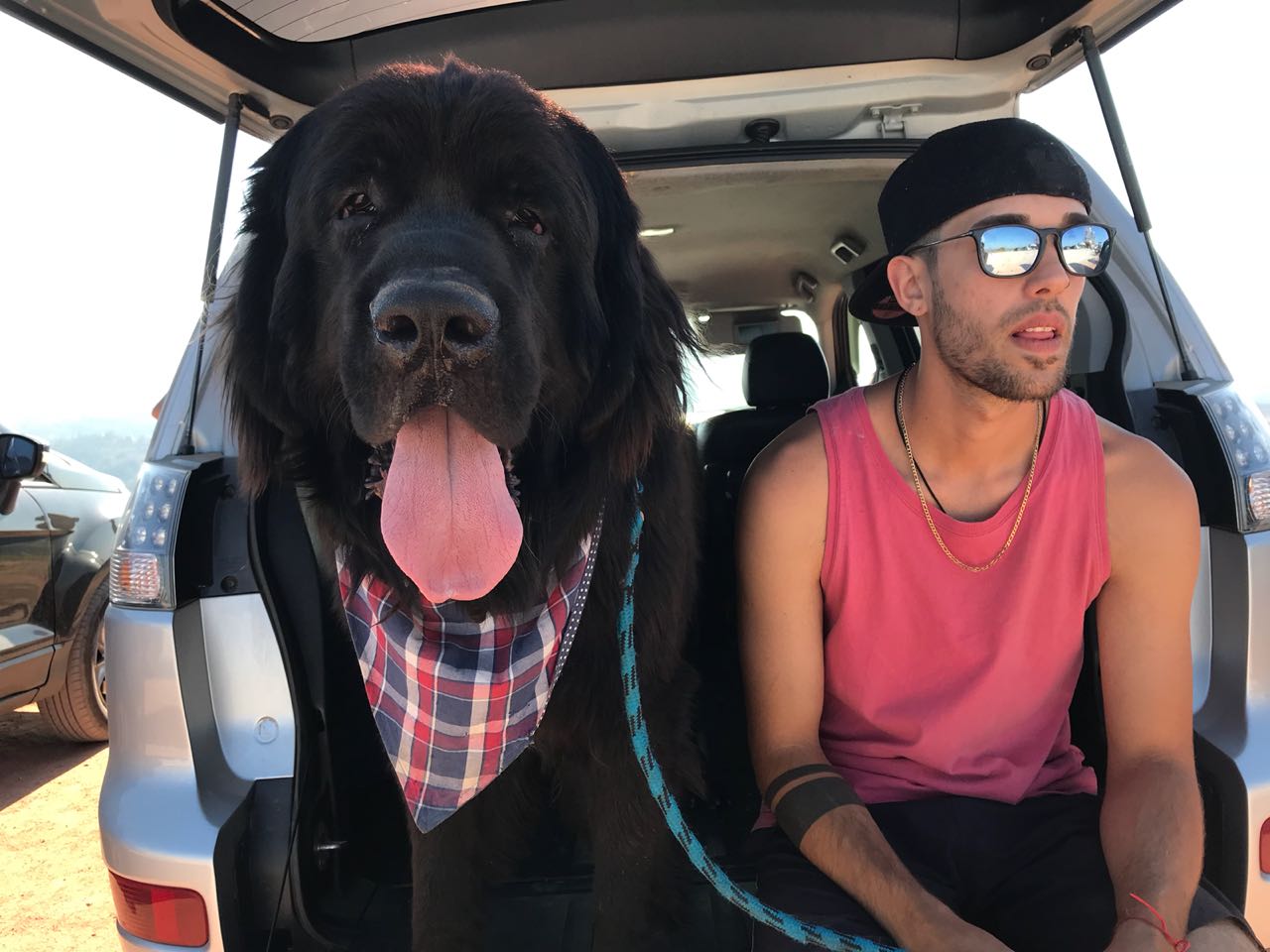 Onde Encontrar um Filhote de Terra Nova Saudável - inspiração 1