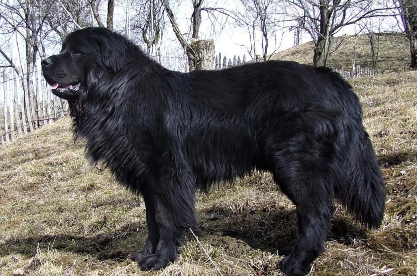 Onde Encontrar um Filhote de Terra Nova Saudável - inspiração 2