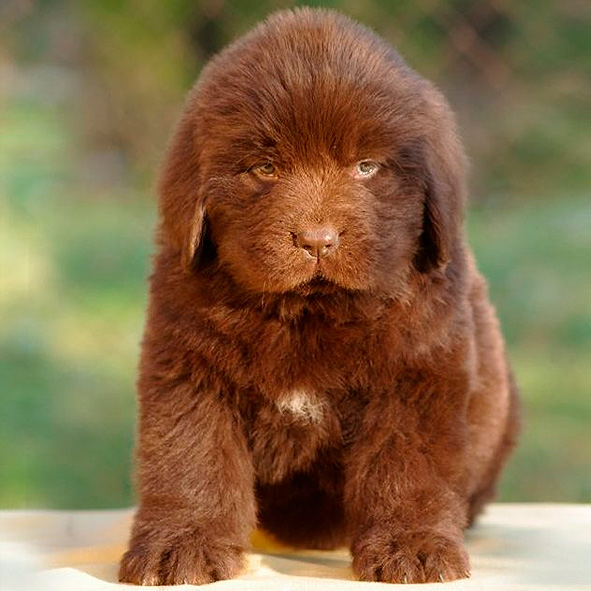 Temperamento: O Gigante Gentil em Casa - inspiração 1