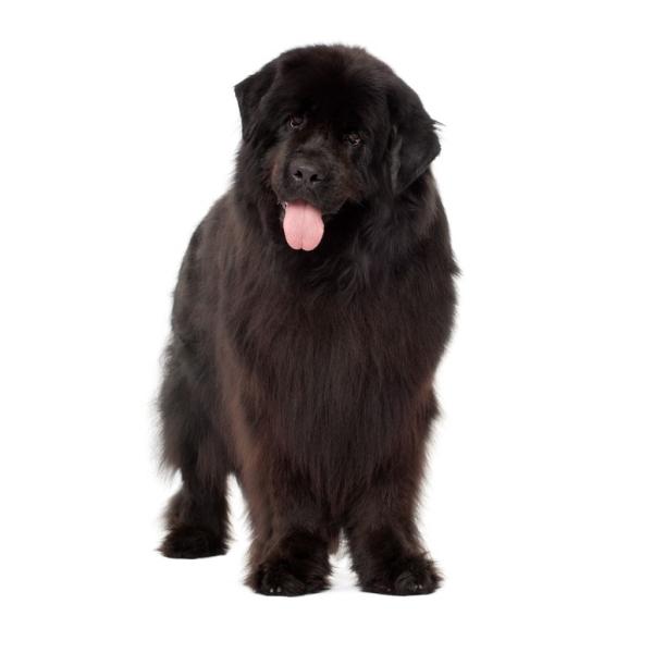 Alimentação Adequada para Saúde e Vitalidade - inspiração 2