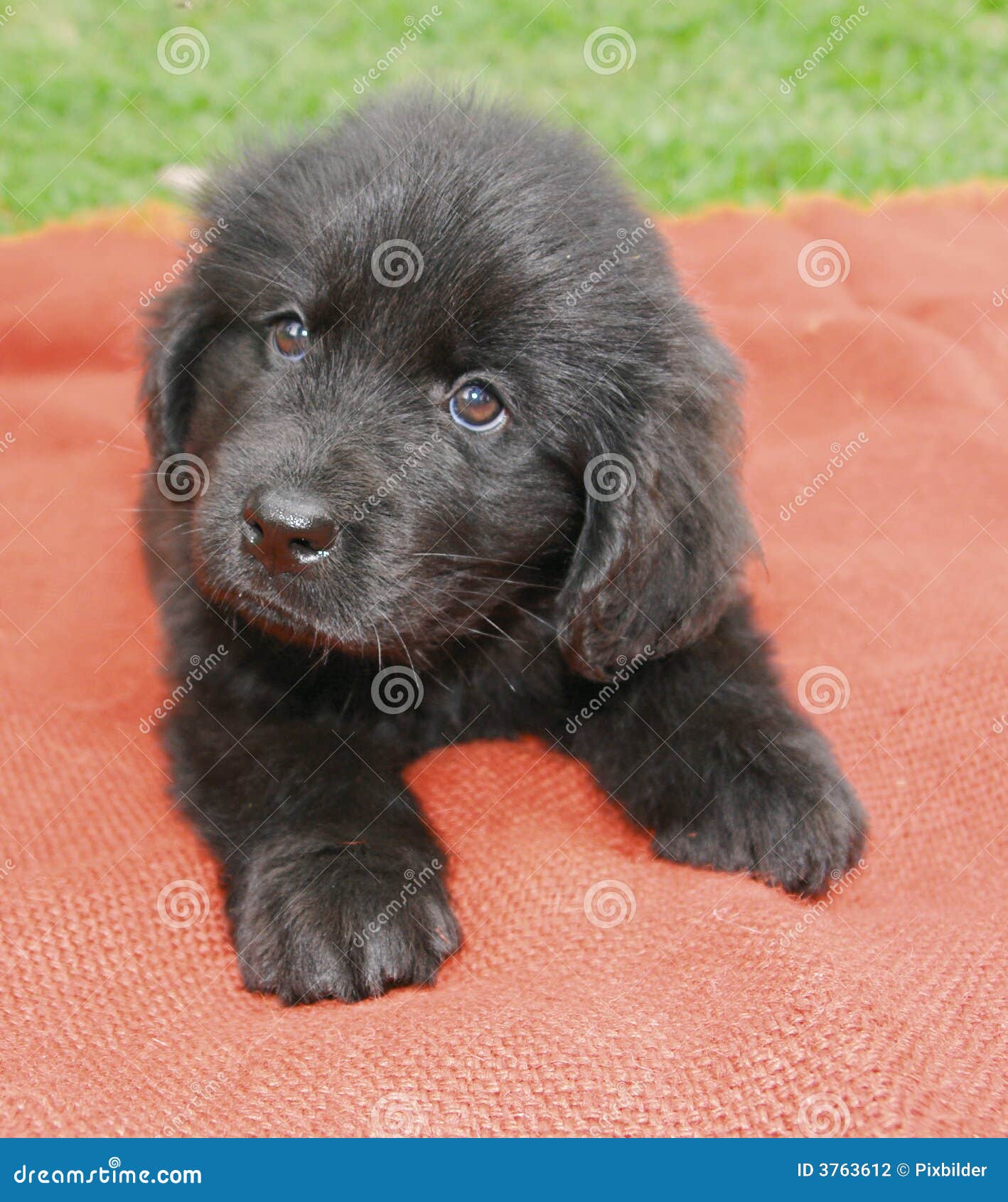 Saúde do Terra Nova: Prevenção e Cuidados Comuns - inspiração 1