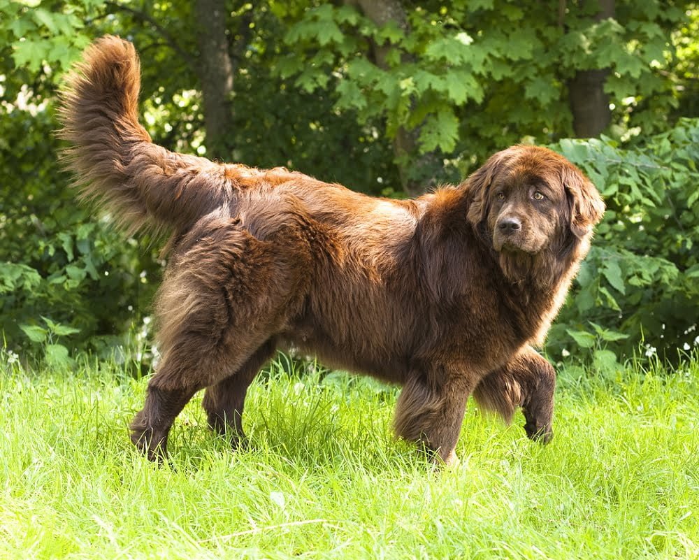Saúde do Terra Nova: Prevenção e Cuidados Comuns - inspiração 2