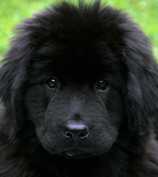 O Terra Nova é o Cão Certo Para Você? - inspiração 1