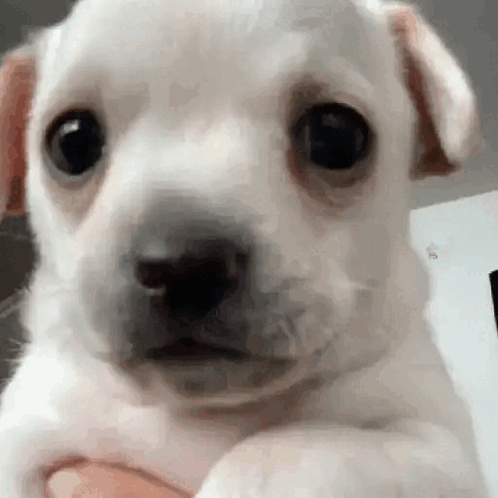 Frio e Medo: As Razões Mais Comuns para os Tremores - inspiração 1