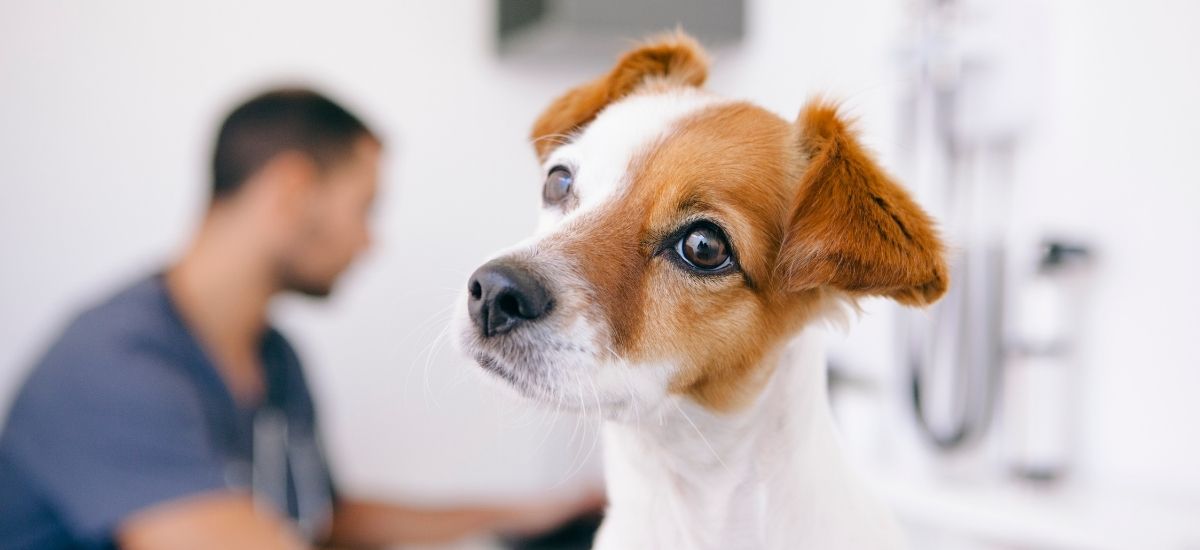 A Importância da Observação: O Que Você Precisa Anotar para o Veterinário - inspiração 2