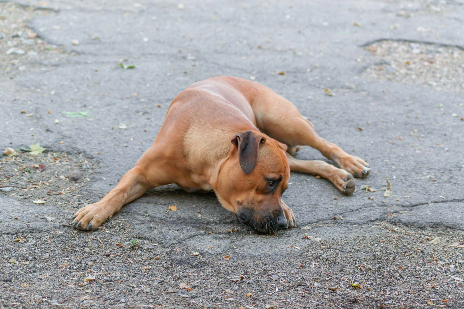 Intoxicação e Alergias: Perigos Escondidos no Dia a Dia - inspiração 1