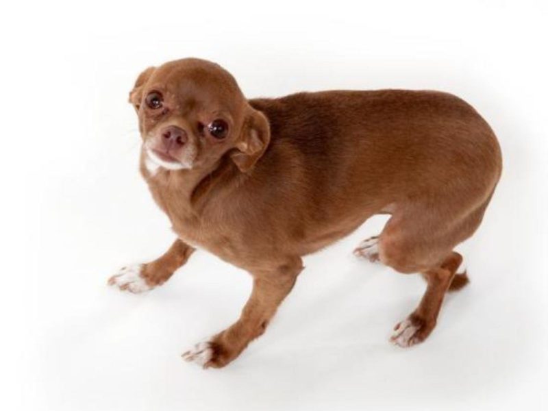 Envelhecimento: Mudanças Naturais que Podem Causar Tremores - inspiração 2