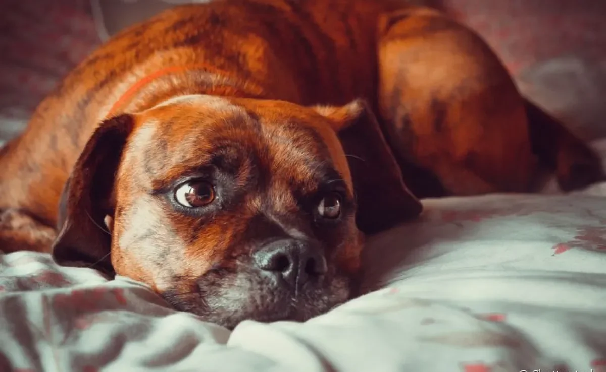 Excitação e Alegria: Sim, Ele Pode Tremer de Felicidade! - inspiração 2