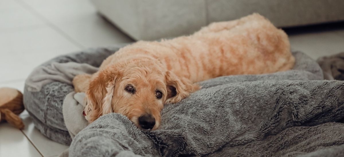 Tremores Ideopáticos: A Causa Desconhecida, Mas Monitorável - inspiração 1