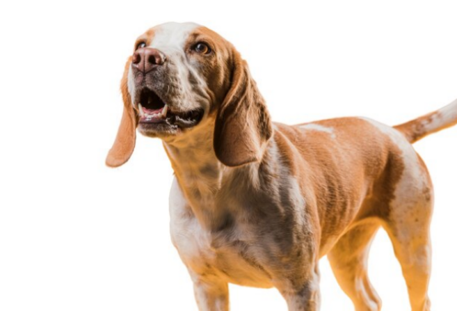 Treinamento e redirecionamento: Como lidar com uivos excessivos - inspiração 1