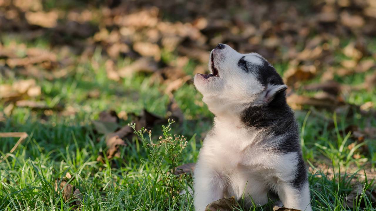Treinamento e redirecionamento: Como lidar com uivos excessivos - inspiração 2