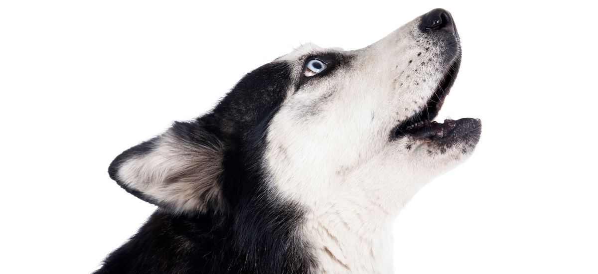 Alerta de perigo: Quando o uivo é um aviso - inspiração 2